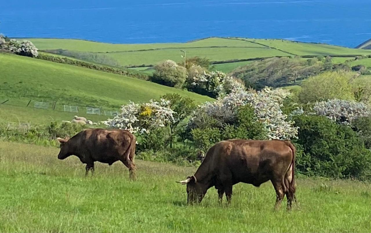 Polrunny Farm Blackberry Cottage - Cornwall Bliss In Sight Of The Sea Boscastle Exterior photo